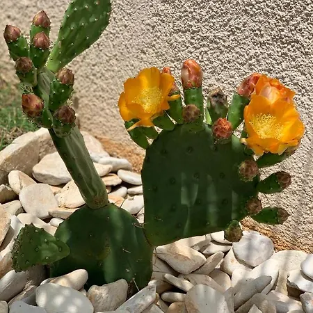 Natura 6 Apartman Medulin